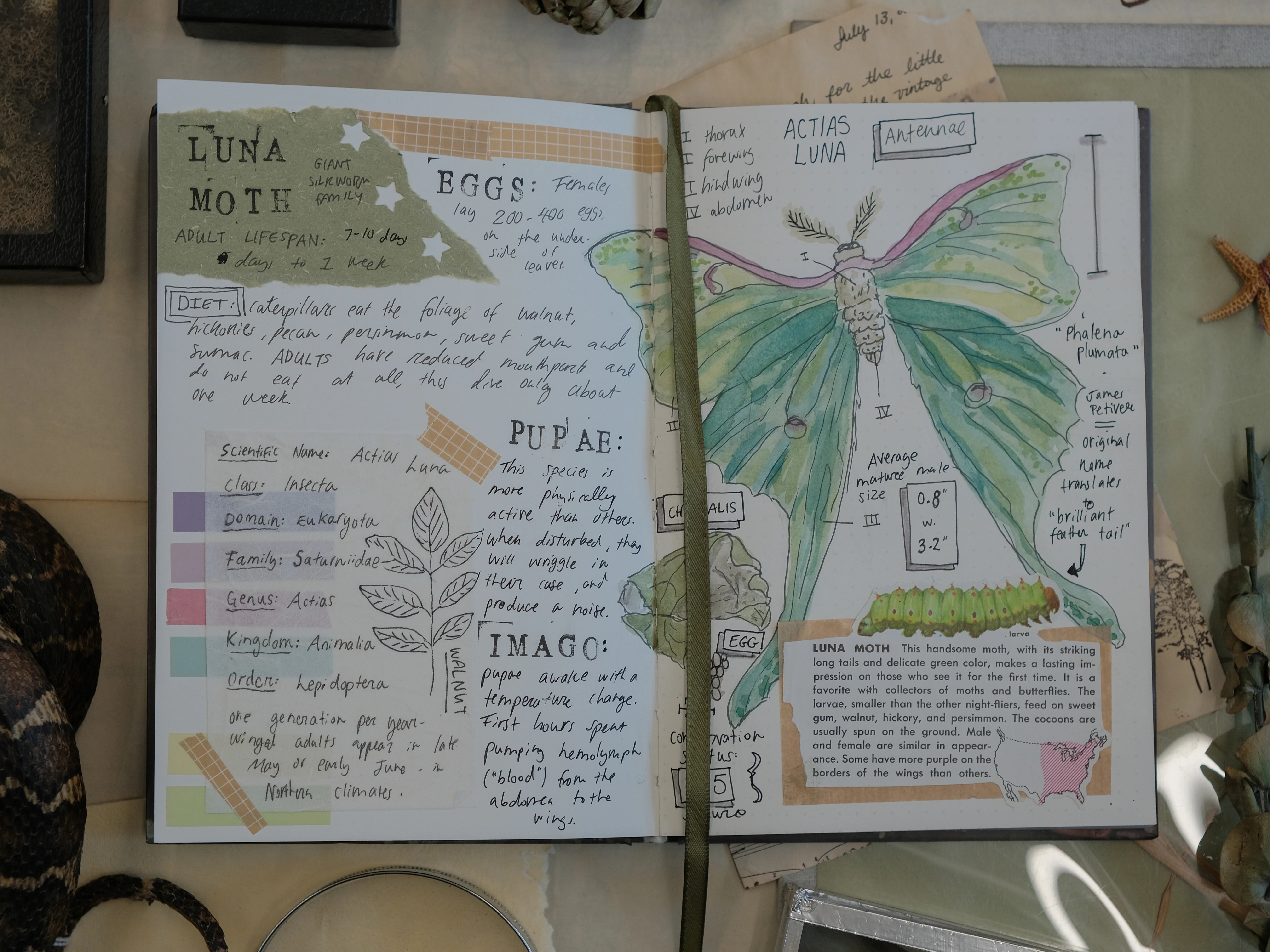 The Botanist's Journal // Field Notes - Image 7